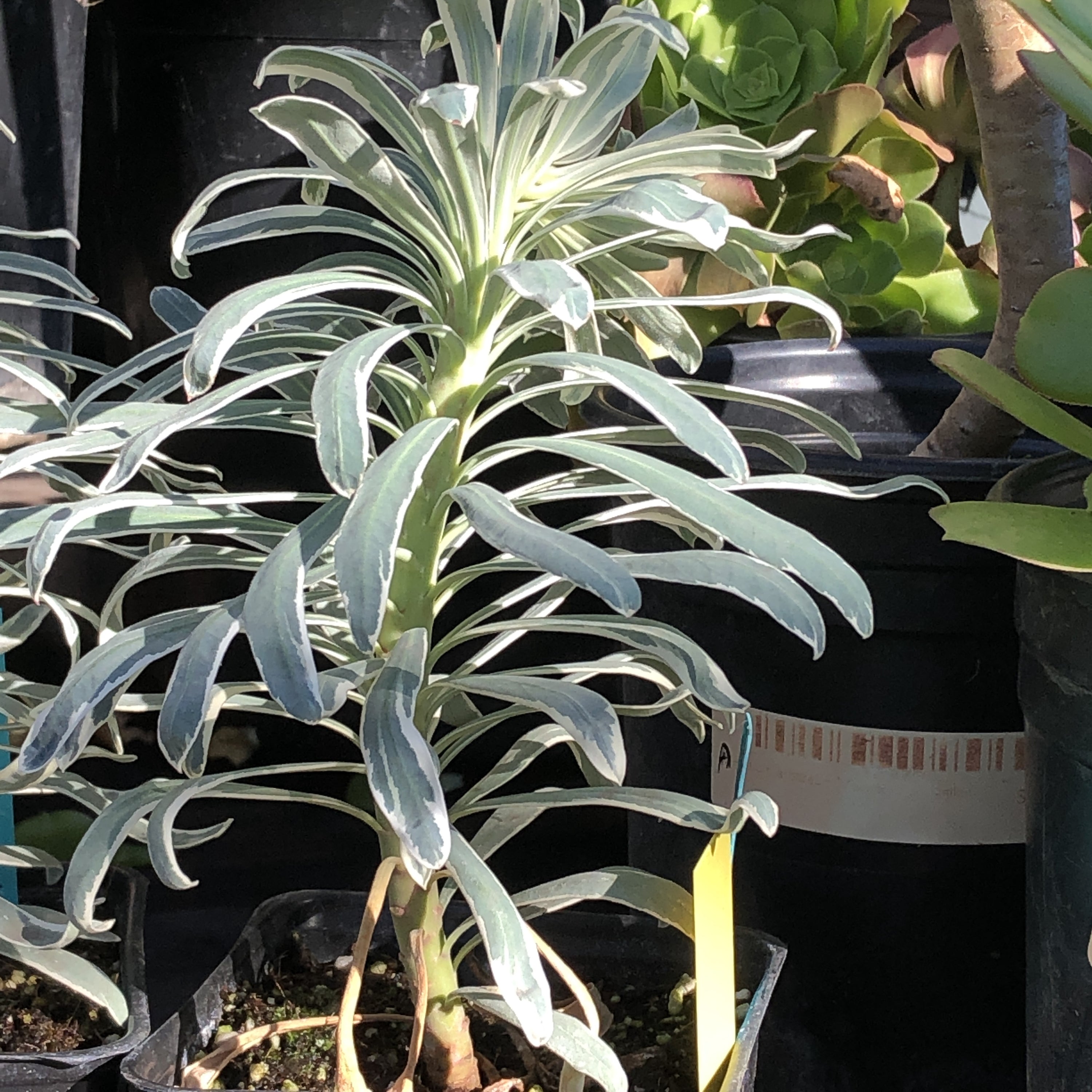 Euphorbia characias "Glacier Blue"