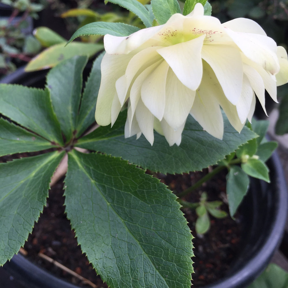 Helleborus (Hellebore) orientalis 'Sparkling Diamond'