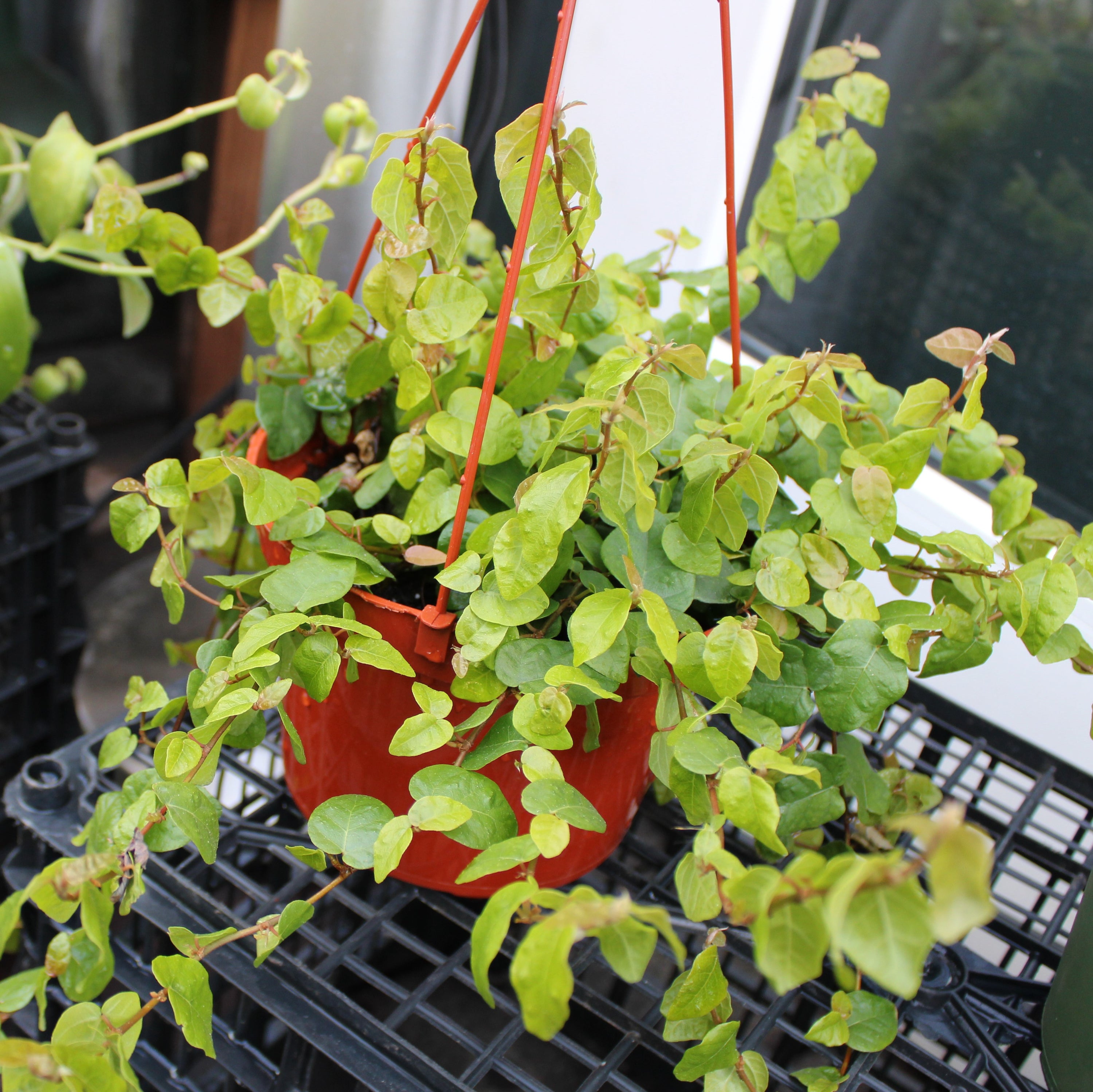 ficus pumila indoor plant Ficus pumila (Ficus repens) – Heron's Head Nursery