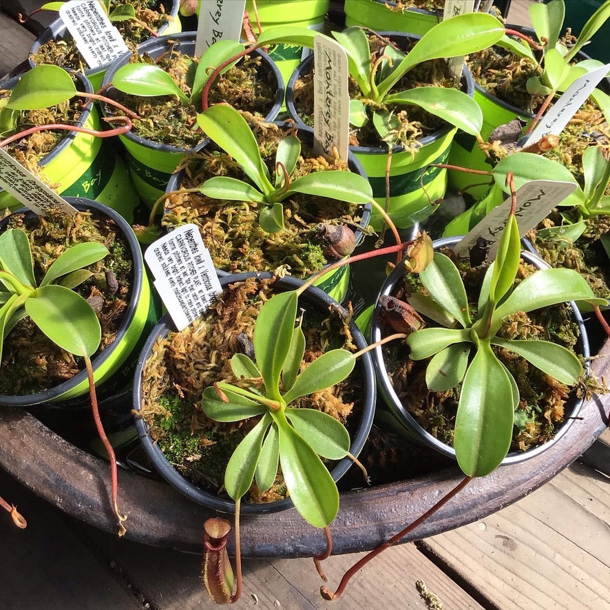 Nepenthes lowii x ventricosa