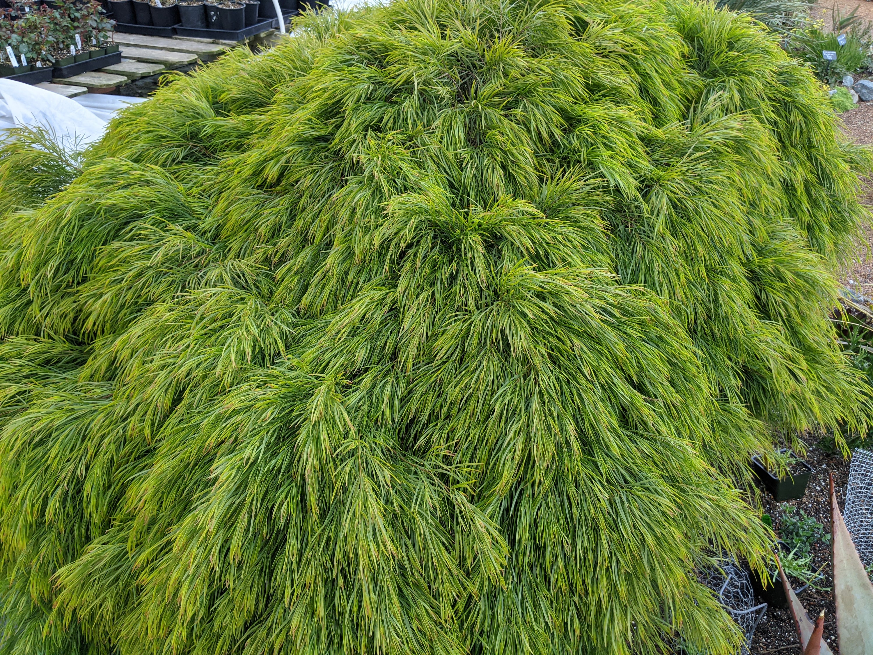 cousin it plant seeds Acacia cognata 'Cousin Itt' – Heron's Head Nursery