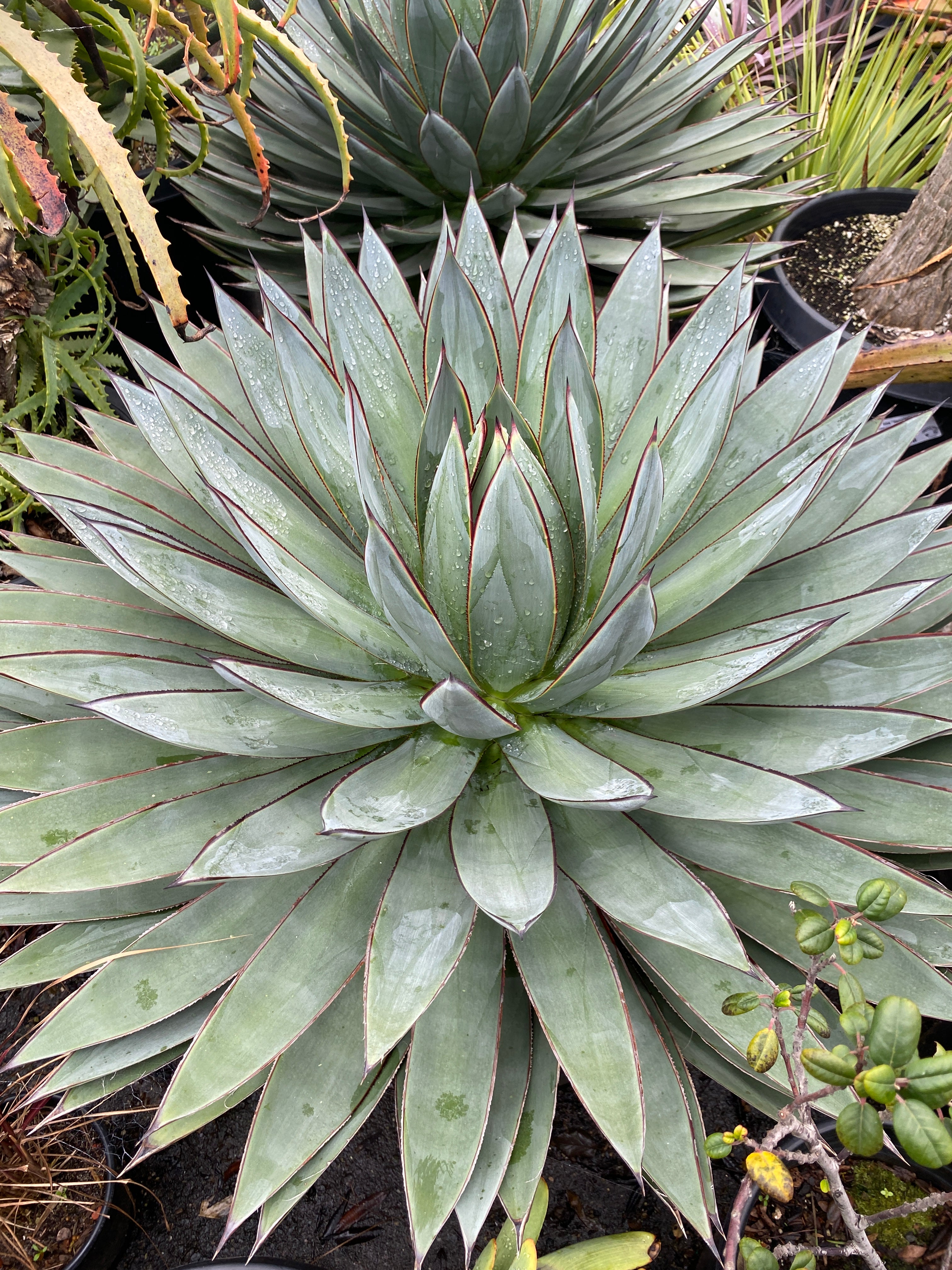 Agave titanite oahaca Blue shadow GC31-