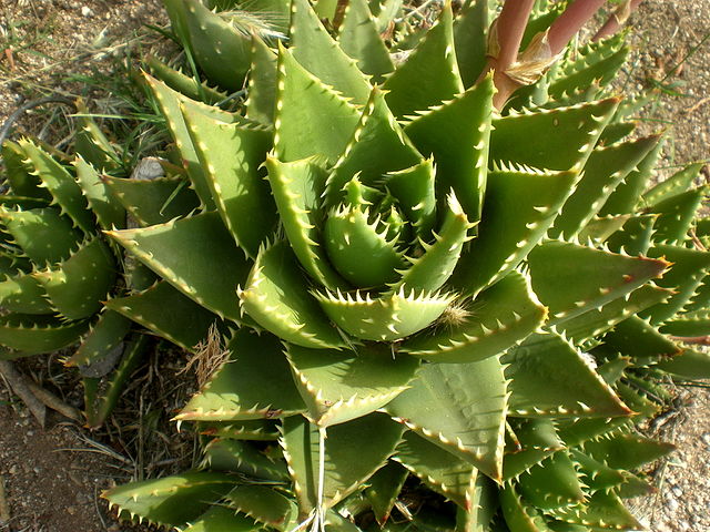 Aloe x nobilis