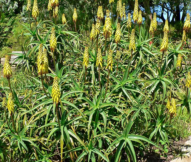 Aloe striatula 'Burly'