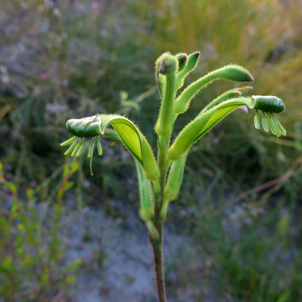 Anigozanthos viridis 'Phar Lap'