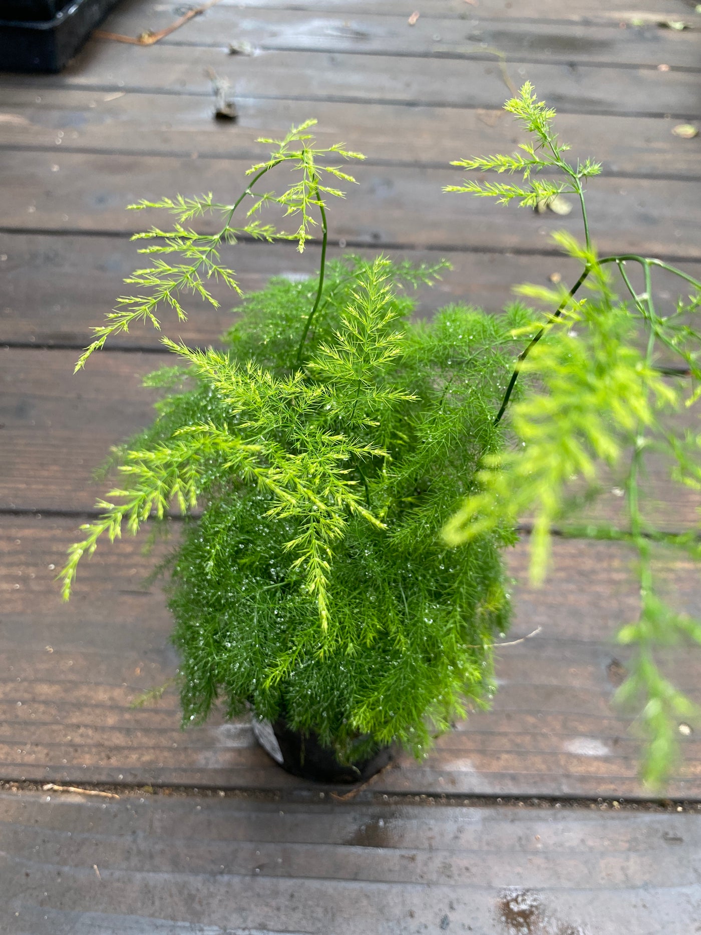 Asparagus fern 'Plumosa' Heron's Head Nursery