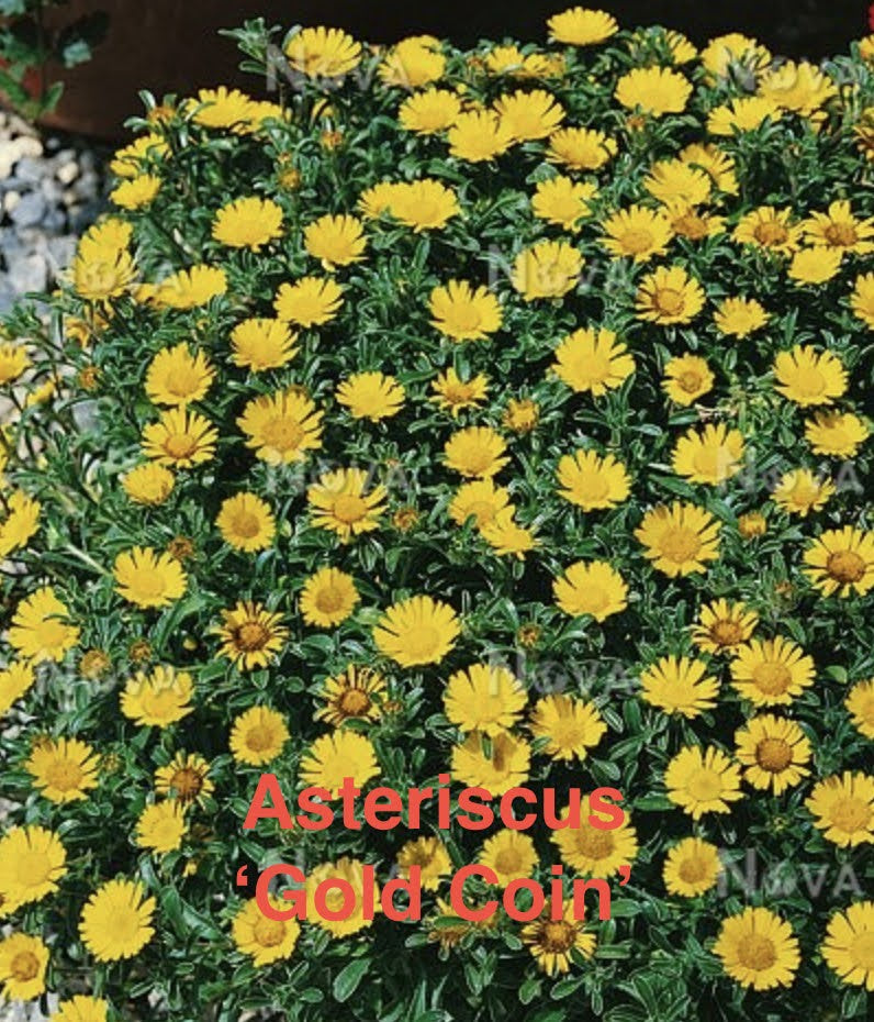 Asteriscus 'Gold Coin'