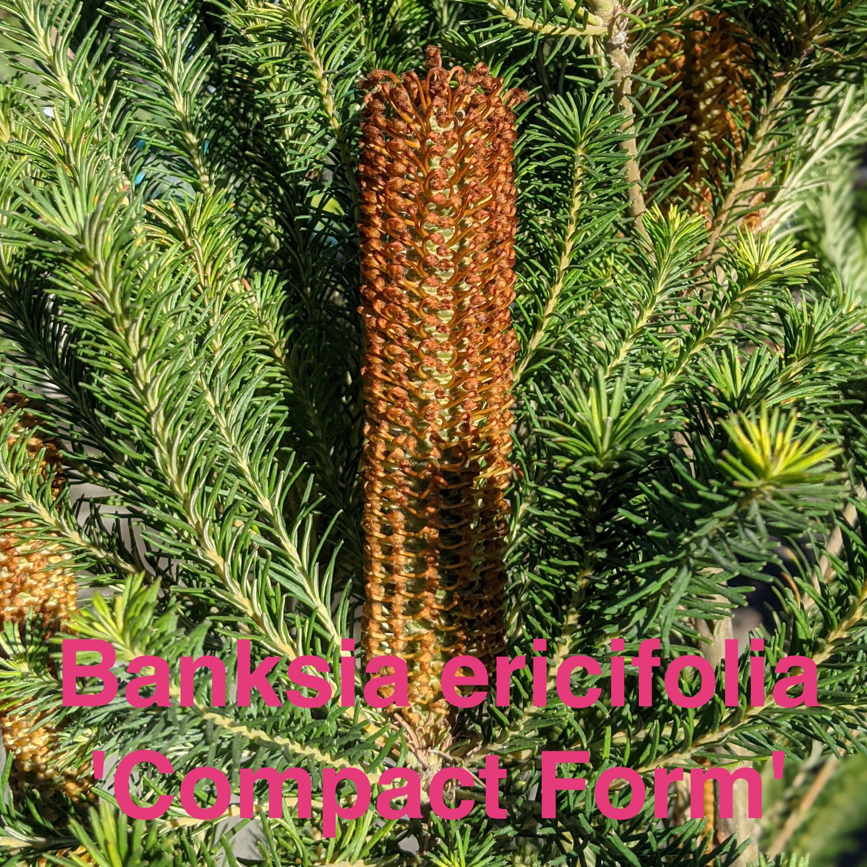 Banksia ericifolia 'Compact Form'
