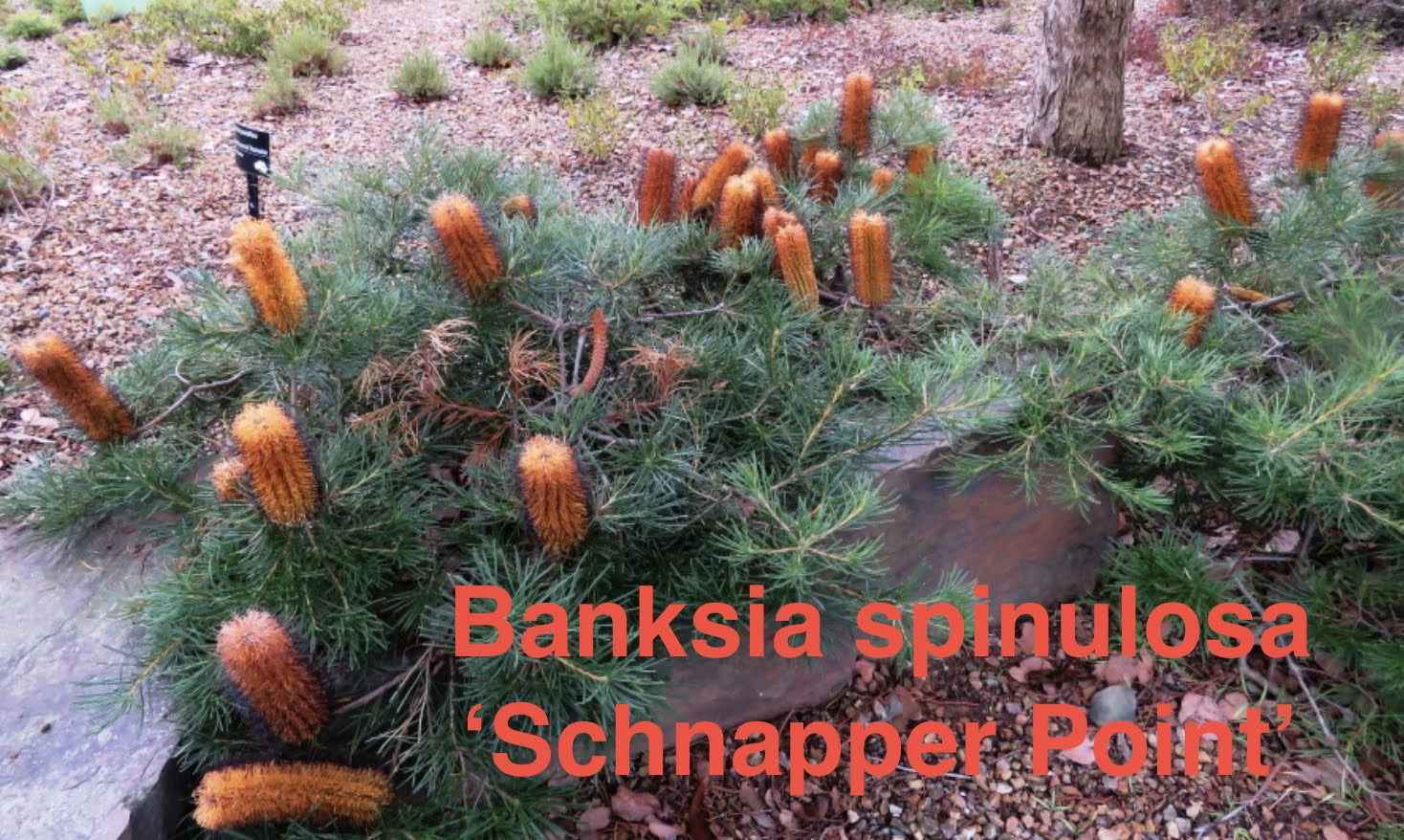 Banksia spinulosa 'Schnapper Point'