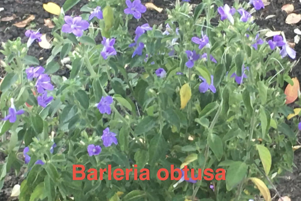 Barleria obtusa
