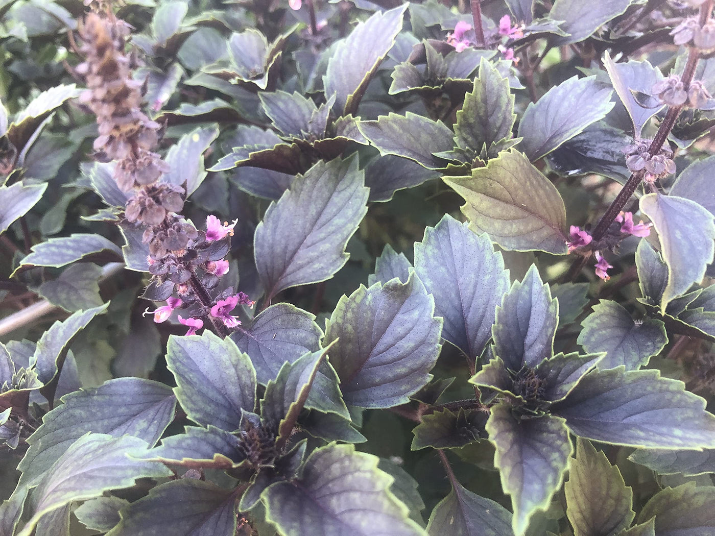Basil herbalea 'Wild Magic' Heron's Head Nursery