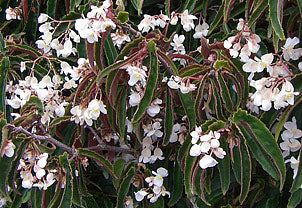 Begonia 'George Morneau'