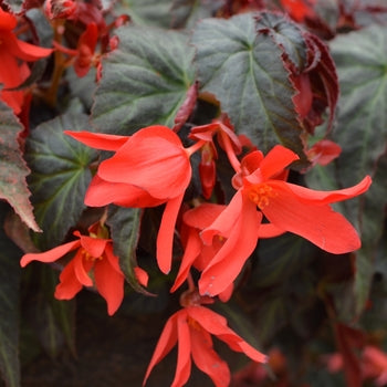Begonia hybrid 'Summerwings Dark Elegance'