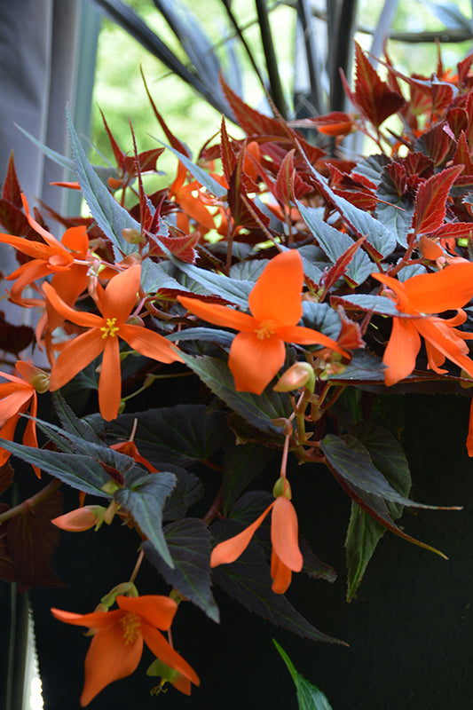 Begonia hybrid 'Summerwings Ebony and Orange'