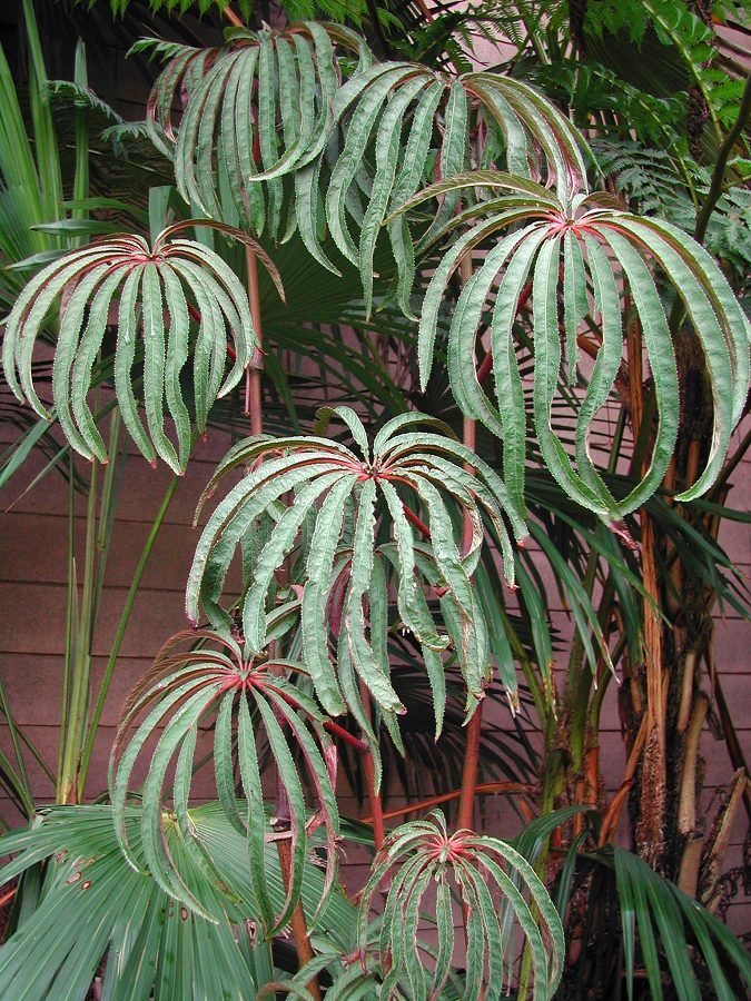 Heron's Head Nursery Begonia luxurians
