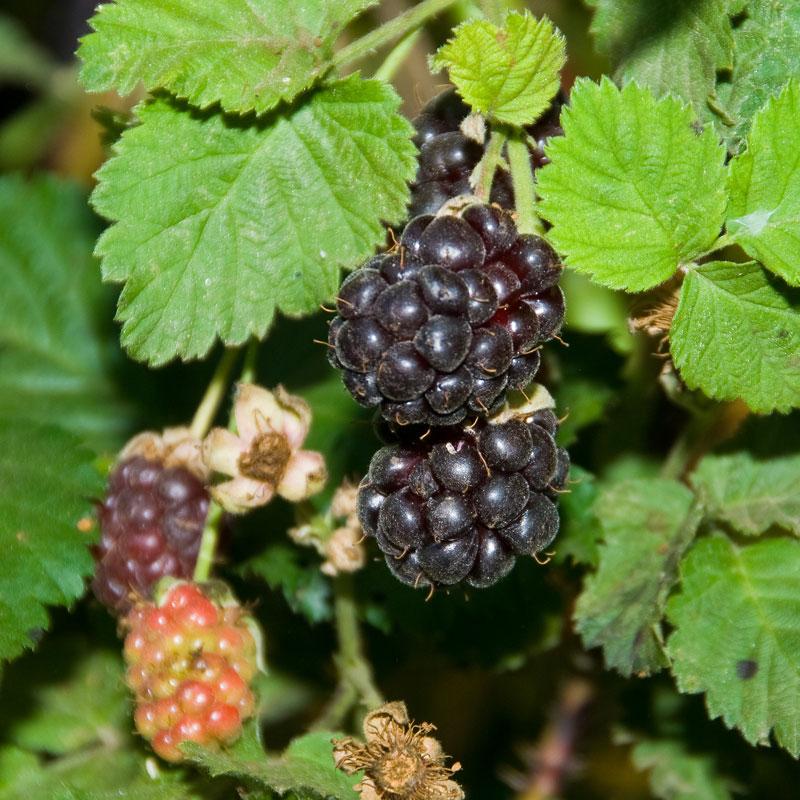 Blackberry 'Boysenberry'