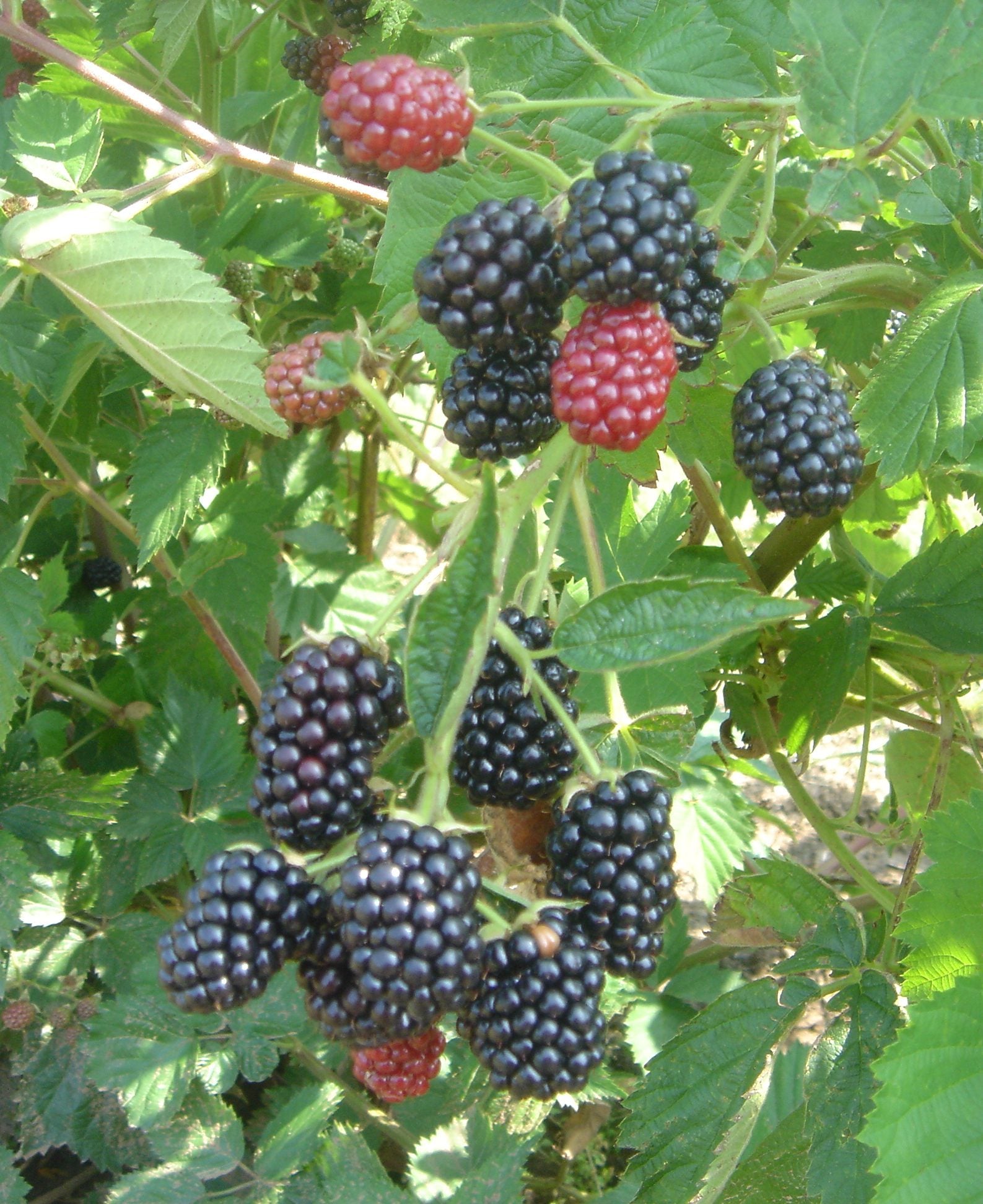 Heron's Head Nursery Blackberry Loch Ness
