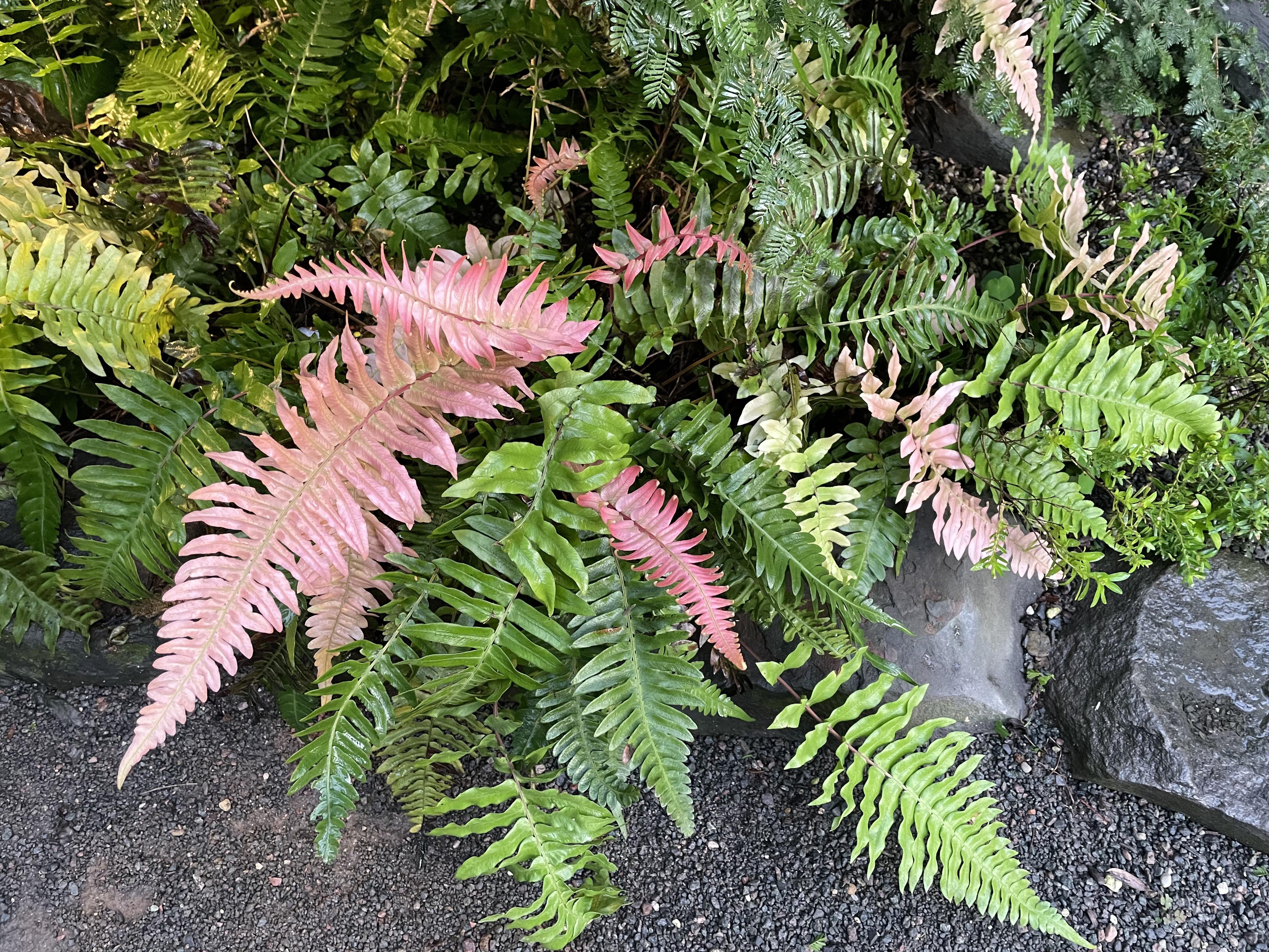 その他観葉植物 Blechnum Occidentale Blechnum occidentale – Heron's Head Nursery