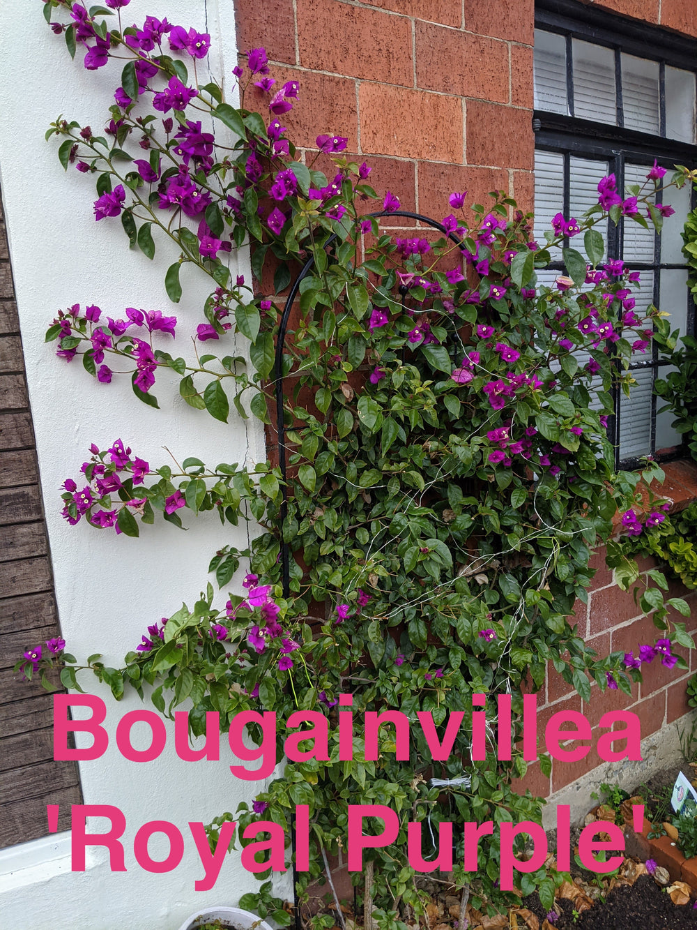 Bougainvillea Royal Purple
