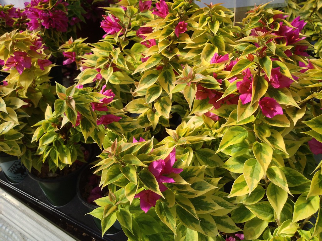 Bougainvillea 'Pixie Queen'