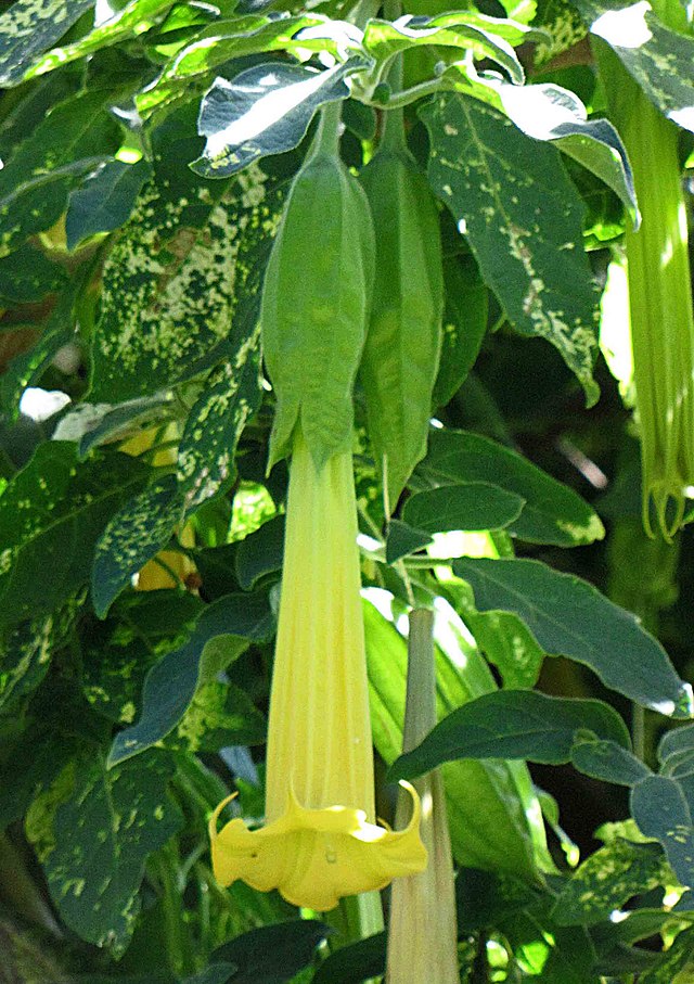 Incaprincess Brugmansia (Datura) sanguinea 'Inca Princess' – Heron's Head Nursery