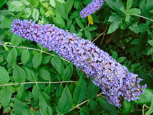 Buddleja davidii Attraction