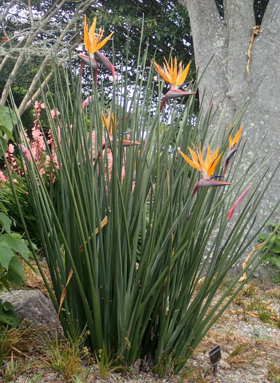 Strelitzia Juncea Heron s Head Nursery strelitzia-juncea-heron-s-head-nursery
