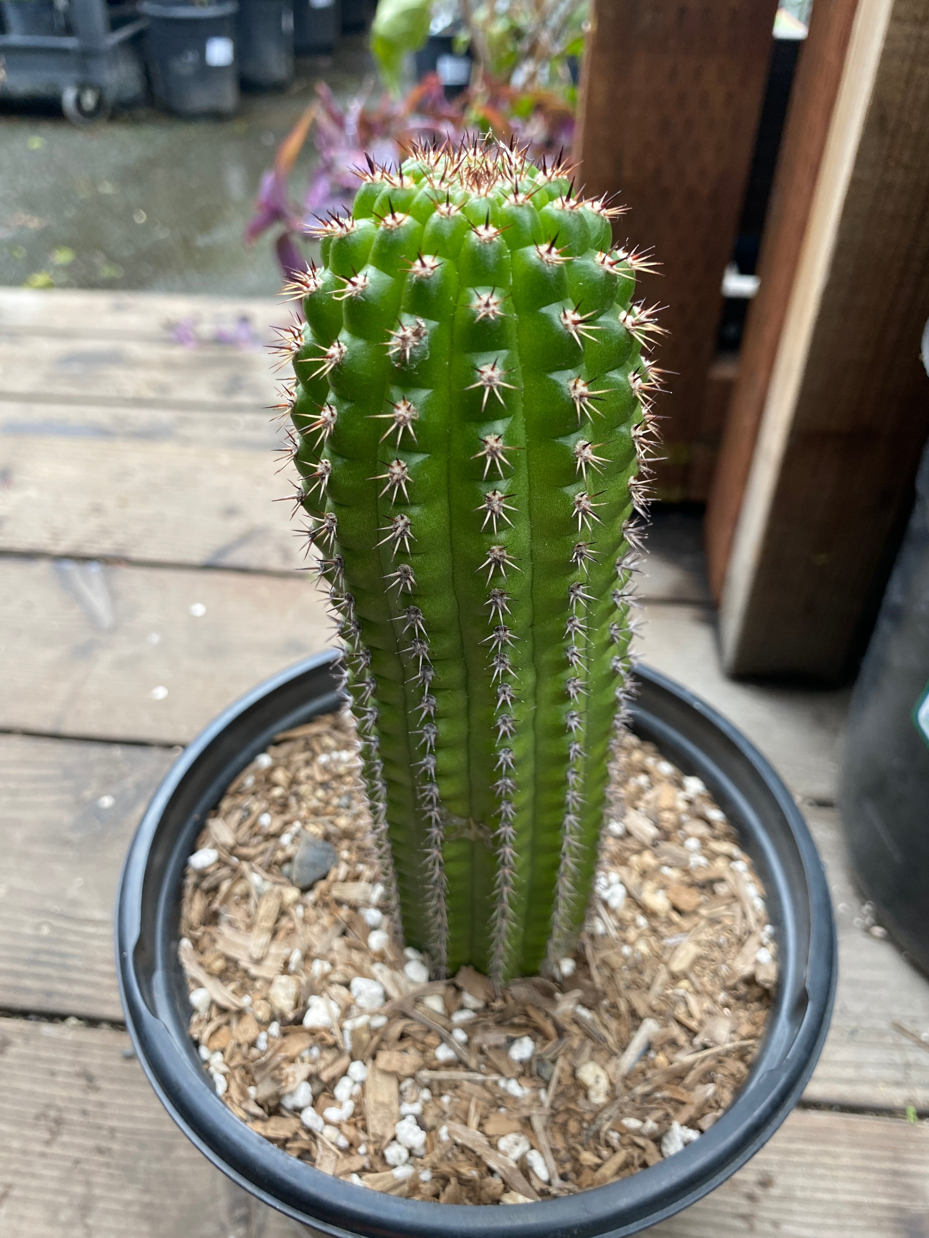 corn cob succulent Euphorbia mammillaris (Corn on Cob Cactus)) – Heron's Head Nursery