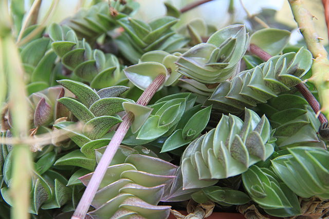 Callisia navicularis