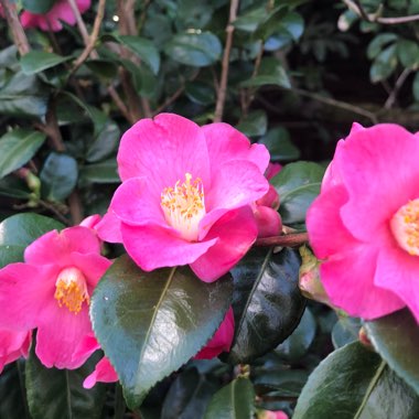 Camellia 'Koto-no-kaori'