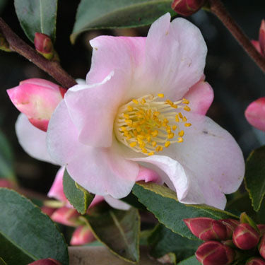 Camellia sasanqua 'Fairy Blush'