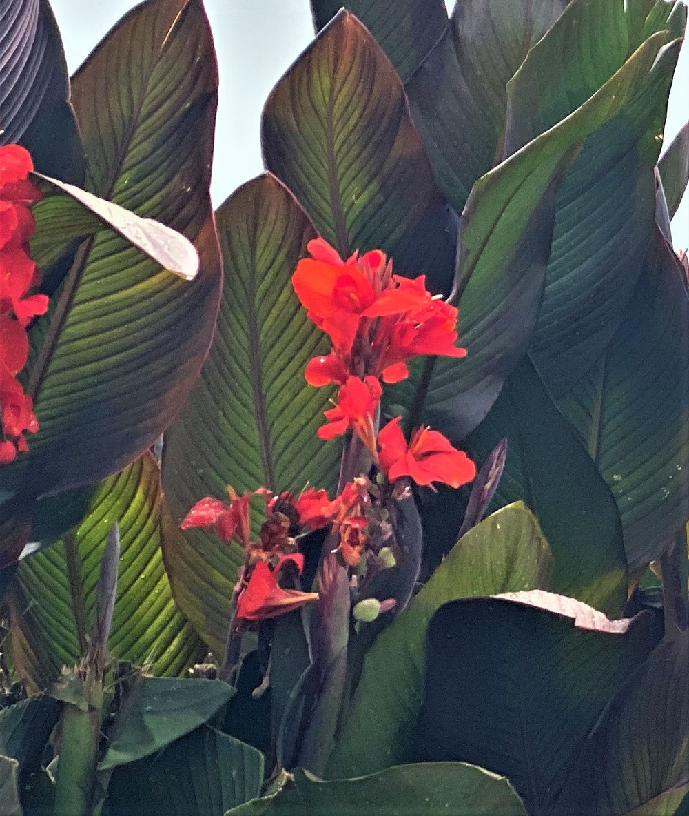 Canna 'Atlantic Beauty'