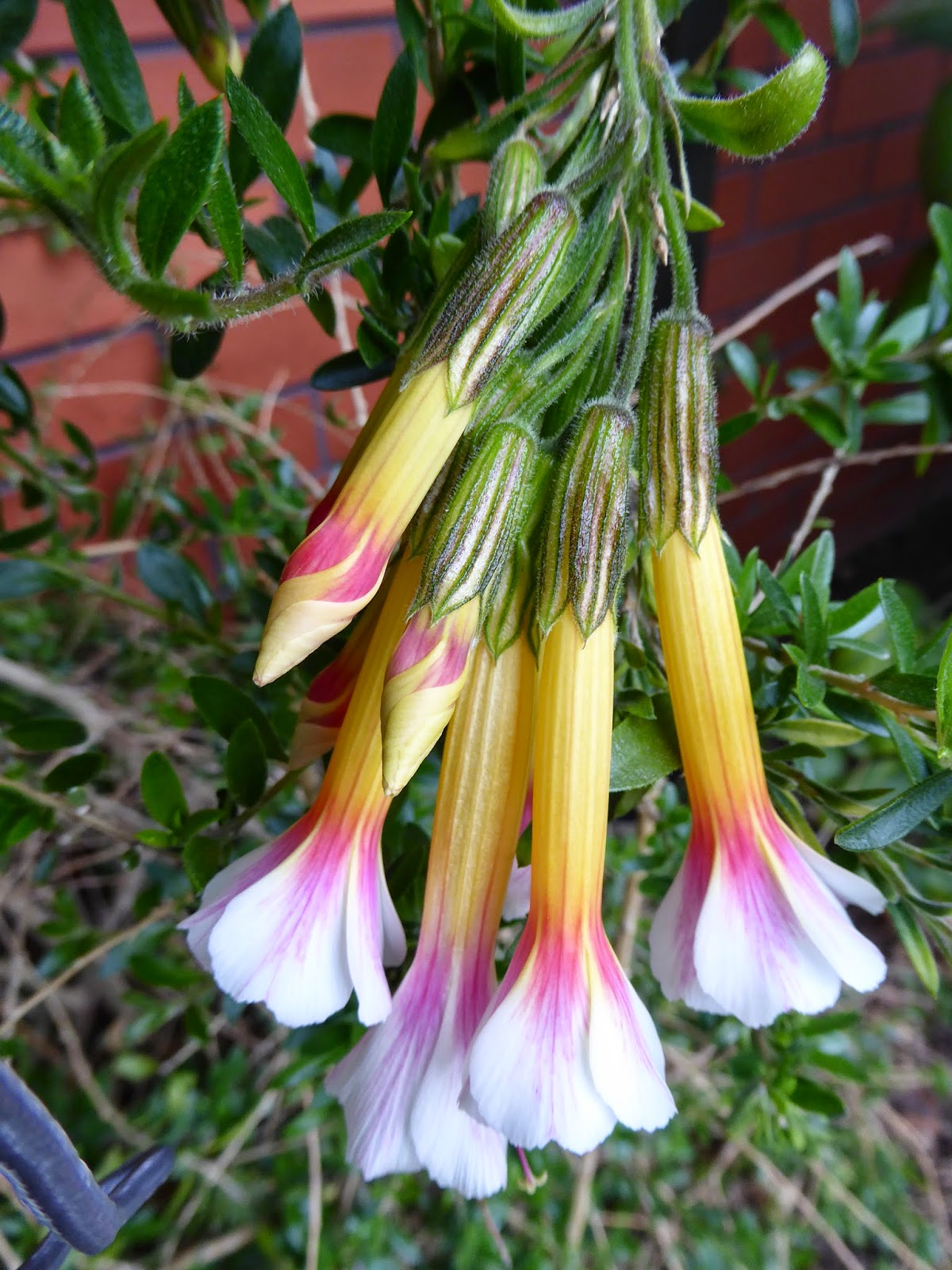 Cantua buxifolia 'Tricolor'