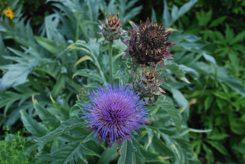 Cardoon 'Pieno Inerme'