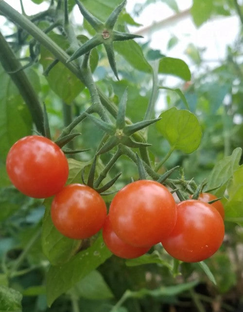 Cherry 'Sweetie' Tomato