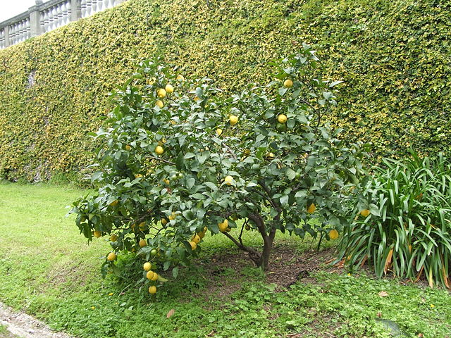 Citrus 'Genoa' Lemon