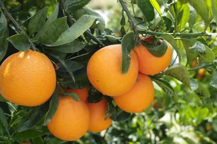 Citrus 'Skaggs Bonanza' Navel Orange