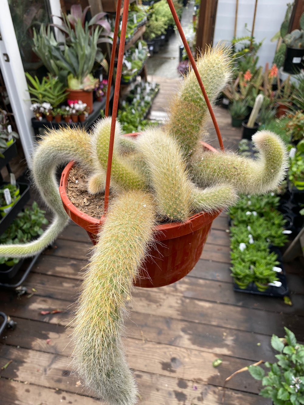 Cleistocactus winteri 'Golden Rat Tail'