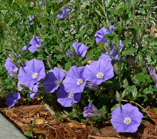 Convolvulus sabatius 'Compacta'