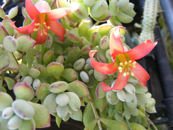 Cotyledon pendens