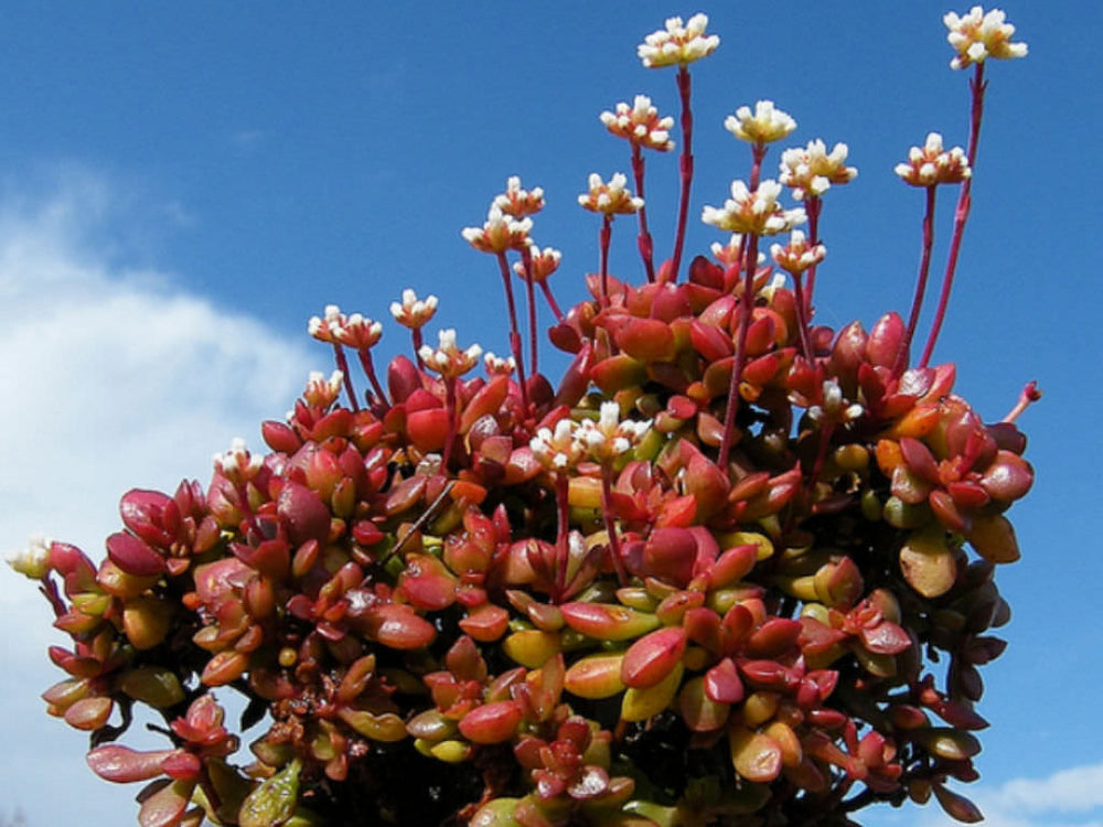 Crassula nudicaulis var. platyphylla (C. pubescens ssp. radicans)