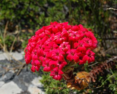 Crassula coccinea 'Red Crassula'