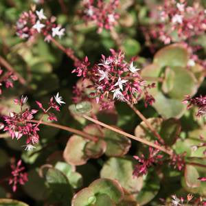 Crassula multicava