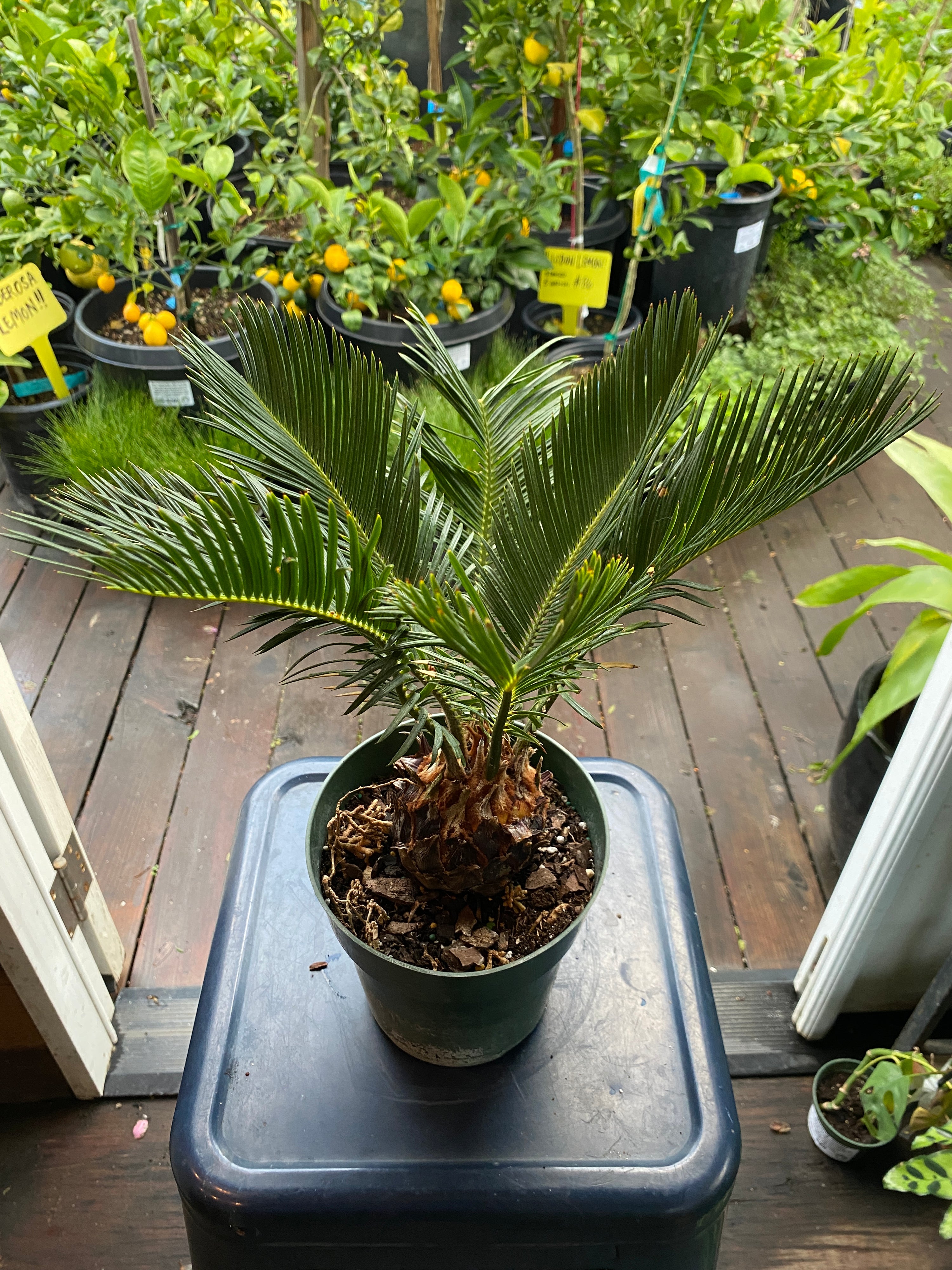 palm tree plants lowes Cycas revoluta – Heron's Head Nursery