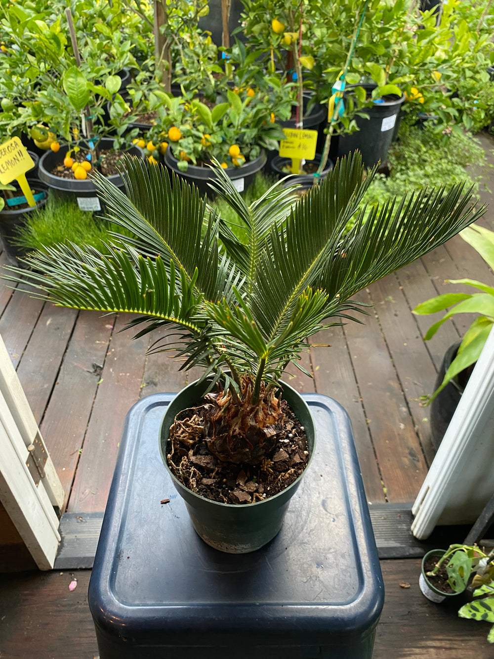 Cycas revoluta