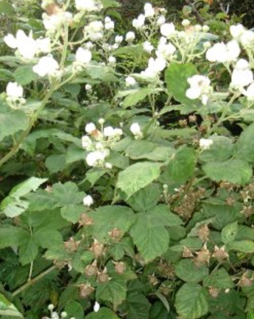 Rubus loganobaccus