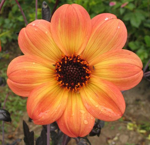 Dahlia hybrid 'Mystic Haze'