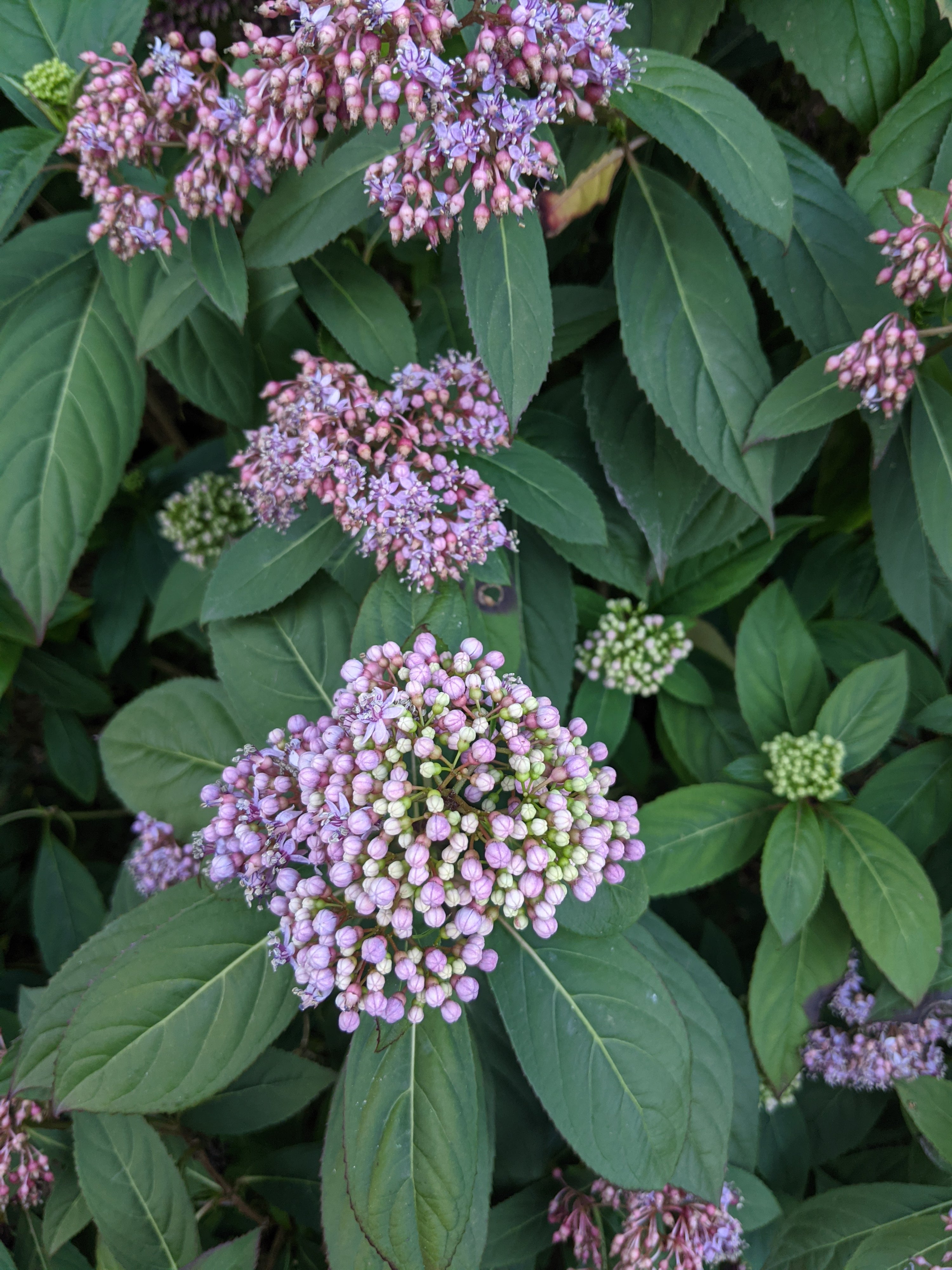 Dichroa febrifuga Heron's Head Nursery