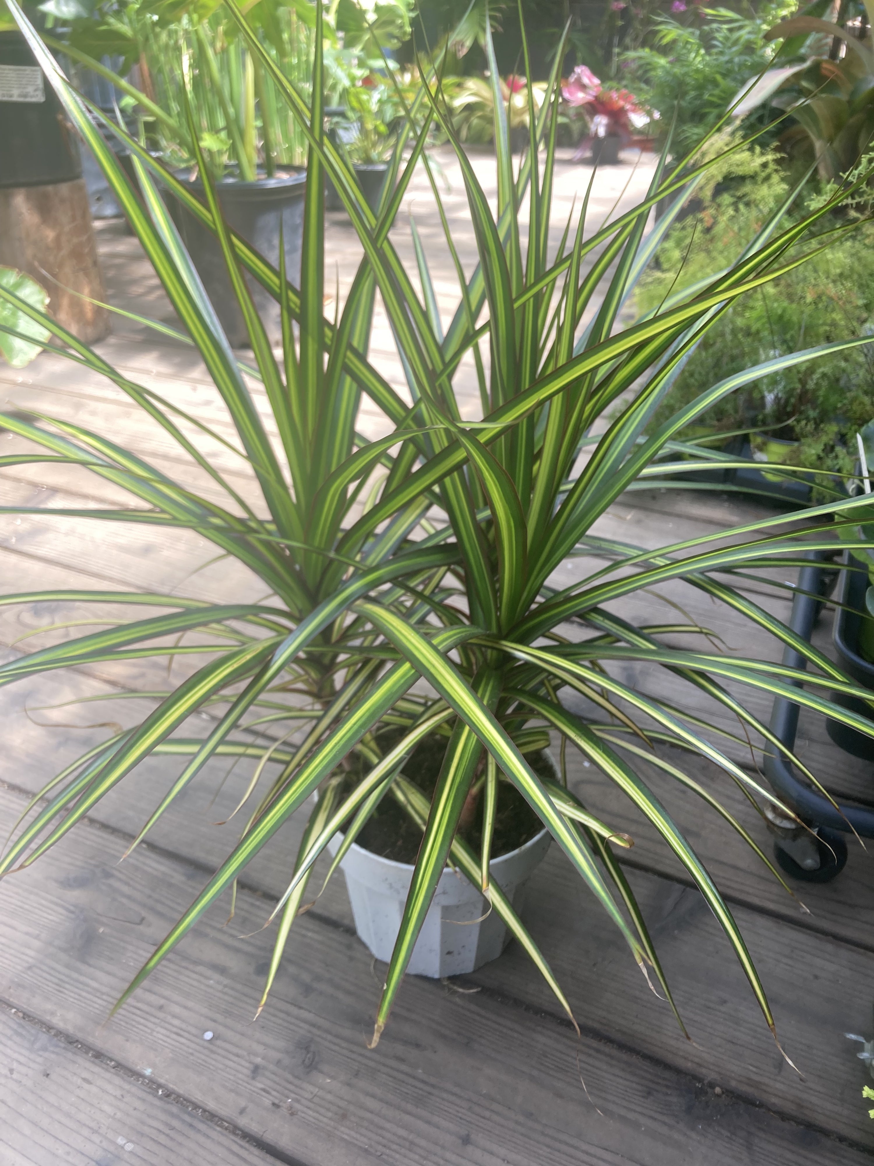 dracaena 'marginata sunray Dracaena marginata 'Sun Ray' – Heron's Head Nursery