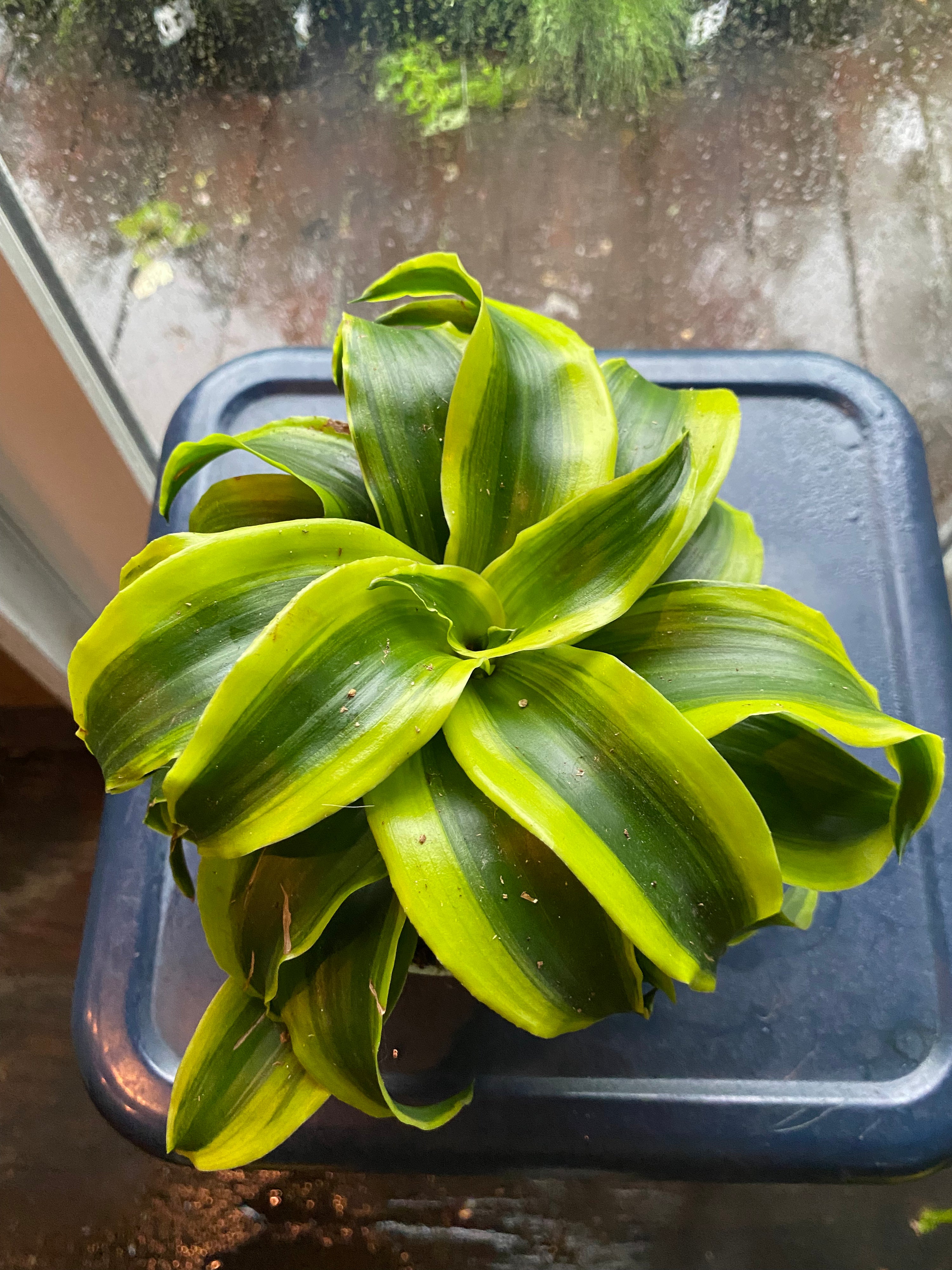 spiral dracaena Dracaena fragrans 'Tornado'
